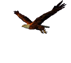 Águila volando por la página
